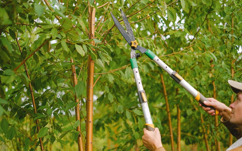 Tree trimming in Belgrade, MT